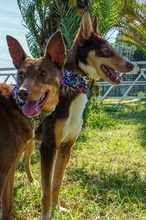 RODRIGO, Hund, Podenco in Spanien - Bild 6