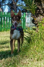 RODRIGO, Hund, Podenco in Spanien - Bild 7