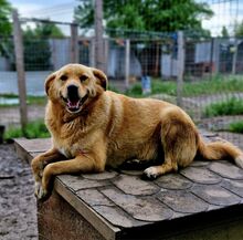 GROGU, Hund, Mischlingshund in Rumänien - Bild 2