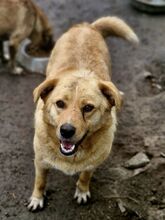 GROGU, Hund, Mischlingshund in Rumänien - Bild 3