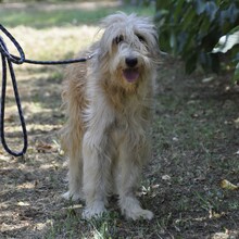 JORDAN, Hund, Mischlingshund in Griechenland - Bild 1