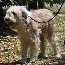 JORDAN, Hund, Mischlingshund in Griechenland - Bild 2