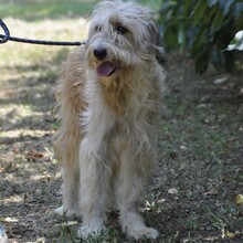 JORDAN, Hund, Mischlingshund in Griechenland - Bild 3