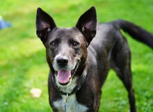 FRIEDA, Hund, Mischlingshund in Mering - Bild 1