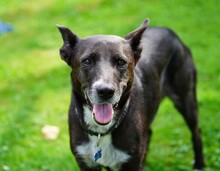 FRIEDA, Hund, Mischlingshund in Mering - Bild 10