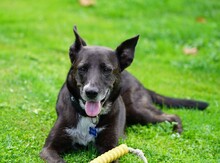 FRIEDA, Hund, Mischlingshund in Mering - Bild 12