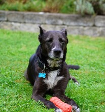 FRIEDA, Hund, Mischlingshund in Mering - Bild 15