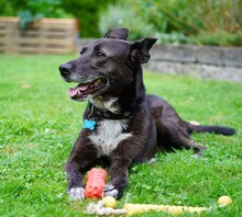 FRIEDA, Hund, Mischlingshund in Mering - Bild 18