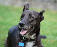 FRIEDA, Hund, Mischlingshund in Mering - Bild 2