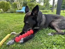 FRIEDA, Hund, Mischlingshund in Mering - Bild 23