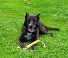 FRIEDA, Hund, Mischlingshund in Mering - Bild 24