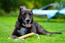 FRIEDA, Hund, Mischlingshund in Mering - Bild 28