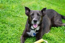 FRIEDA, Hund, Mischlingshund in Mering - Bild 3