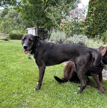 FRIEDA, Hund, Mischlingshund in Mering - Bild 30