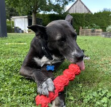 FRIEDA, Hund, Mischlingshund in Mering - Bild 32