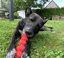 FRIEDA, Hund, Mischlingshund in Mering - Bild 33