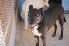 FRIEDA, Hund, Mischlingshund in Mering - Bild 37