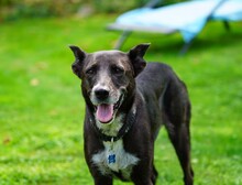 FRIEDA, Hund, Mischlingshund in Mering - Bild 4