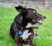 FRIEDA, Hund, Mischlingshund in Mering - Bild 9