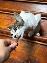 MILO, Katze, Europäisch Kurzhaar in Rosengarten