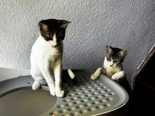 MILO, Katze, Europäisch Kurzhaar in Rosengarten - Bild 11