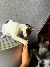 MILO, Katze, Europäisch Kurzhaar in Rosengarten - Bild 13