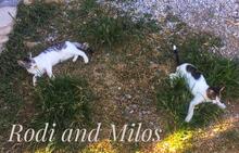 MILO, Katze, Europäisch Kurzhaar in Rosengarten - Bild 18