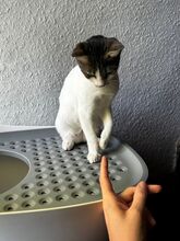 MILO, Katze, Europäisch Kurzhaar in Rosengarten - Bild 27