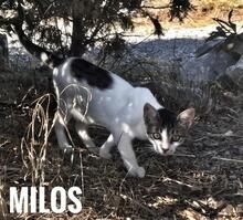 MILO, Katze, Europäisch Kurzhaar in Rosengarten - Bild 34