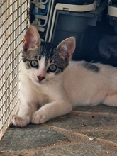 MILO, Katze, Europäisch Kurzhaar in Rosengarten - Bild 35