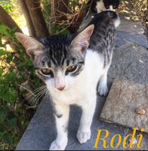 RODI, Katze, Europäisch Kurzhaar in Rosengarten - Bild 30