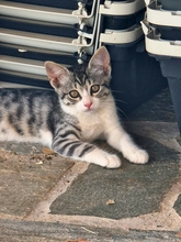 RODI, Katze, Europäisch Kurzhaar in Rosengarten - Bild 34