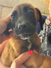 HAKAN, Hund, Malinois-Mix in Spanien - Bild 3