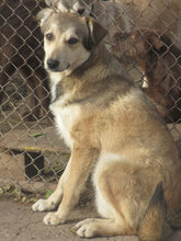 DARKO, Hund, Mischlingshund in Bulgarien - Bild 1