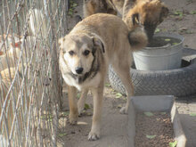 DARKO, Hund, Mischlingshund in Bulgarien - Bild 10