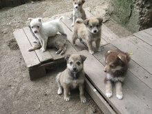 DARKO, Hund, Mischlingshund in Bulgarien - Bild 12