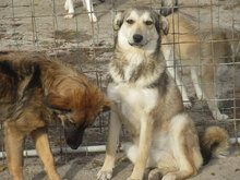 DARKO, Hund, Mischlingshund in Bulgarien - Bild 2