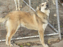 DARKO, Hund, Mischlingshund in Bulgarien - Bild 3