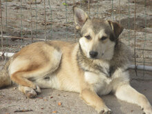 DARKO, Hund, Mischlingshund in Bulgarien - Bild 5