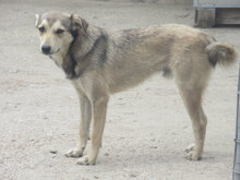 DARKO, Hund, Mischlingshund in Bulgarien - Bild 6