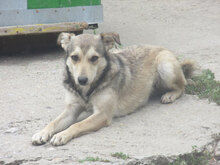 DARKO, Hund, Mischlingshund in Bulgarien - Bild 8