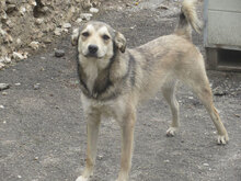 DARKO, Hund, Mischlingshund in Bulgarien - Bild 9