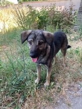 FIFO, Hund, Mischlingshund in Bulgarien - Bild 2