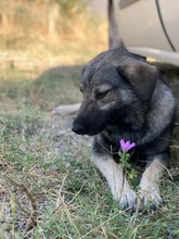 FIFO, Hund, Mischlingshund in Bulgarien - Bild 3