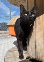 ROMEO, Katze, Europäisch Kurzhaar in Belgien - Bild 2