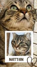 ROMEO, Katze, Europäisch Kurzhaar in Belgien - Bild 7