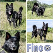 FINO, Hund, Mischlingshund in Wendlingen - Bild 1