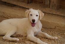 ONIA, Hund, Mischlingshund in Weilburg - Bild 36