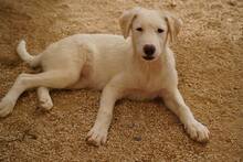 ONIA, Hund, Mischlingshund in Weilburg - Bild 37