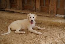 ONIA, Hund, Mischlingshund in Weilburg - Bild 39